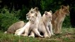 The Rare and Exotic Animals  White Lions-[HD]National Geographic[Full Documentary]