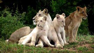 The Rare and Exotic Animals  White Lions-[HD]National Geographic[Full Documentary]