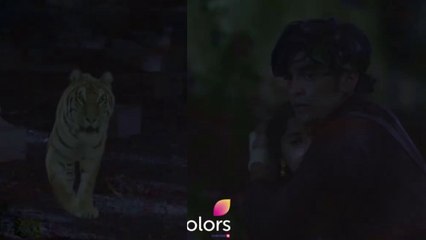 Barrister Babu Episode 305; Anirudh & Bondita attacked by Tiger | FilmiBeat