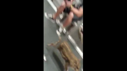 À Hong Kong, un jeune sanglier sauvage s'offre un périple en métro