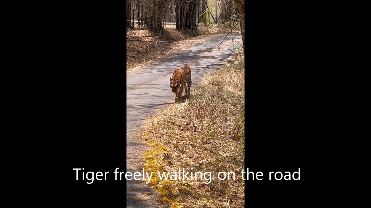 Tiger walking on the road