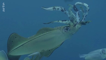 L’empire des têtes-à-pieds : poulpes, calamars et seiches