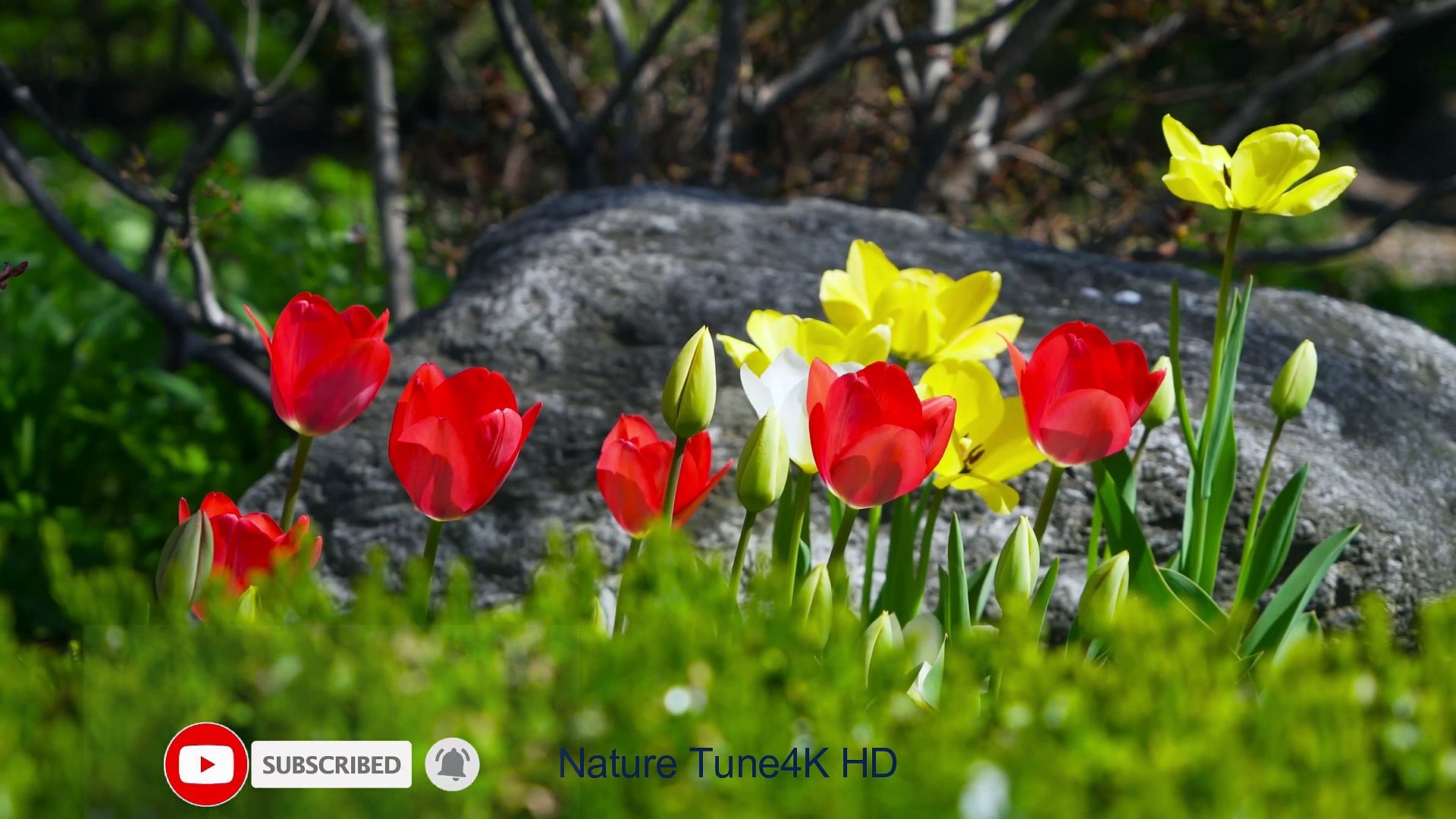 Deep Sleep Music: Calming Music, Relaxing Music, Soothing Music, Calming Music, ☯426B