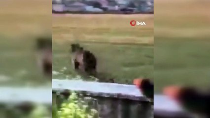 Ayılar ilçe merkezine indi