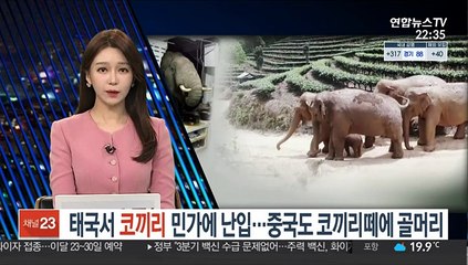 태국서 코끼리 민가에 난입…중국도 코끼리떼에 골머리