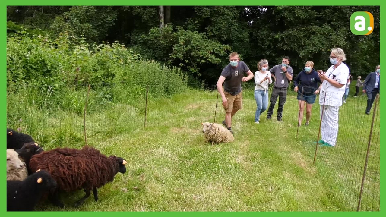 Des moutons à l'hôpital de Jolimont