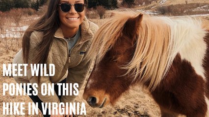 This Short Hike In Virginia Leads To A Mountain Full Of Wild Ponies
