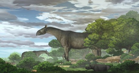 Chine : des scientifiques ont découvert une nouvelle espèce de rhinocéros géant, qui vivait il y a 26 millions d'années