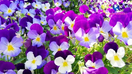 गुरु महाराजी भजन | Prem rawat bhajan | Nahi chahiye dil dukhana kisi ka hindi bhajan | Guru maharaji bhajan | by suman and team