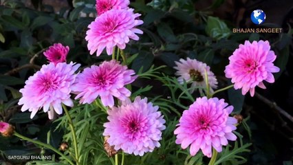 गुरु महाराजी भजन | Prem rawat bhajans | Zindagi kiyare ka ghar hai hindi bhajan | Guru maharaji bhajan by suman and team