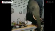 Plötzlich Elefant in der Küche: Er suchte salzige Snacks