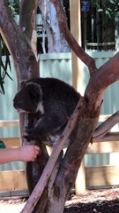 Sanctuary Staff Offers Thirsty Koala Water