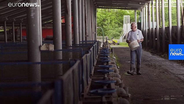 Transformar insetos e larvas em proteínas