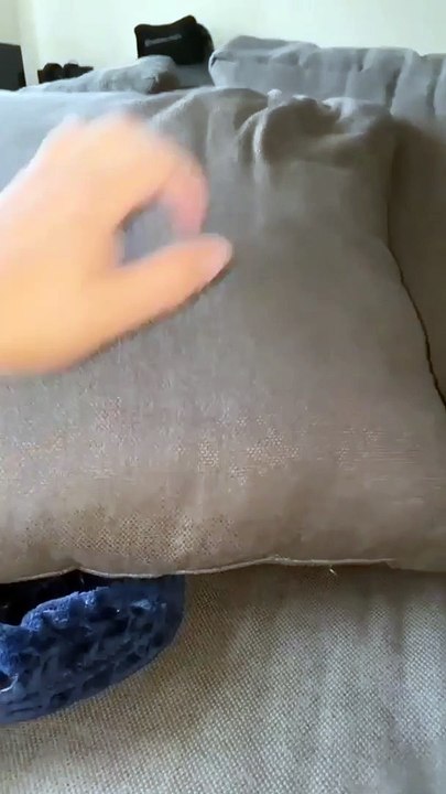 Most Famous Pomeranian TikTok Compilation 2021 cutedog l cutepuppy lover l funny puppy l doglover