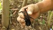 Cobra Catching TV: Dig a cave to catch Tarantulas Spider  |How to catch a Tarantula Spider