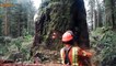 Dangerous Felling Big Tree  Help Productivity 100x Faster  -  Cutting Big Tree Chainsaw Machines