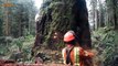 Dangerous Felling Big Tree  Help Productivity 100x Faster  -  Cutting Big Tree Chainsaw Machines