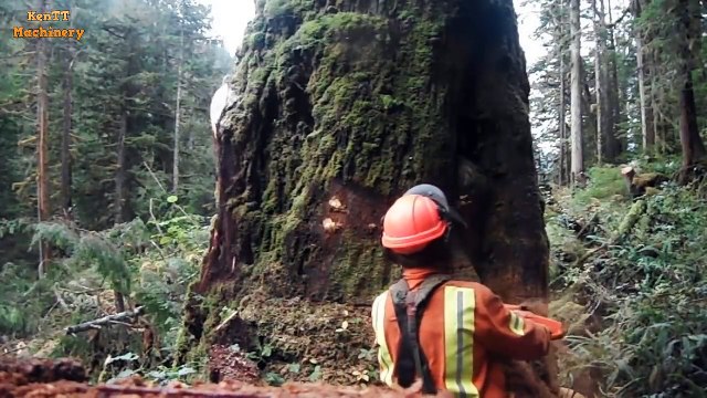 Dangerous Felling Big Tree Help Productivity 100x Faster - Cutting Big Tree Chainsaw Machines