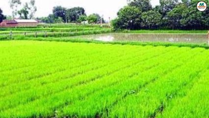 धान की नर्सरी में पीलापन | Dhan Ki Nursery Me Pilapan Kaise Dur Kare |