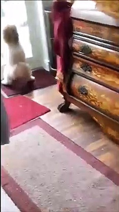 Ce chat ne prendra plus jamais la chatière sereinement