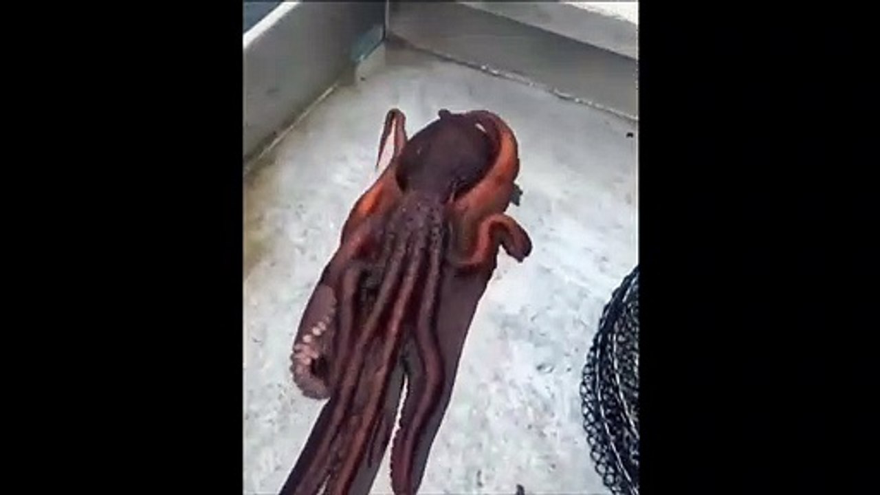 Ce poulpe s'enfuit du bateau... malin et souple