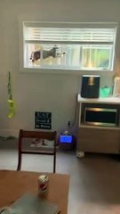 Daisy the Cat gets Stuck in Window