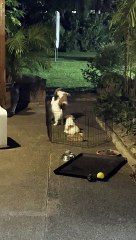 Jack Russell Puppies Escape Pen