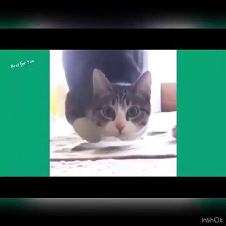 Essayer de ne pas rire chat qui dance en boucle