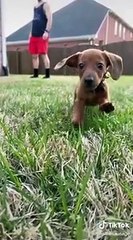 Essaye de ne pas rire compilation TikTok drôle