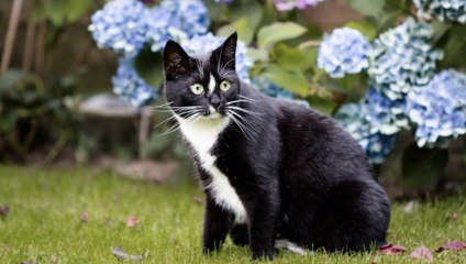 Are Hydrangeas Poisonous to Cats?
