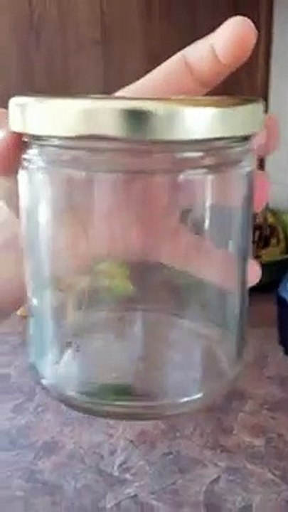 Feeding a moth to 'Manty' our Praying Mantis