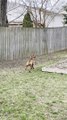 Excited Dog Uses Fence to Try and Catch Squirrel