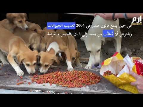 محاولات لمنع ازدياد حالات الاساءة للحيوانات في قطر #إرم_نيوز