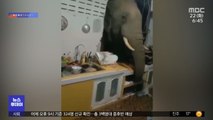 [이슈톡] 태국서 벽 뚫고 부엌 뒤적이는 코끼리