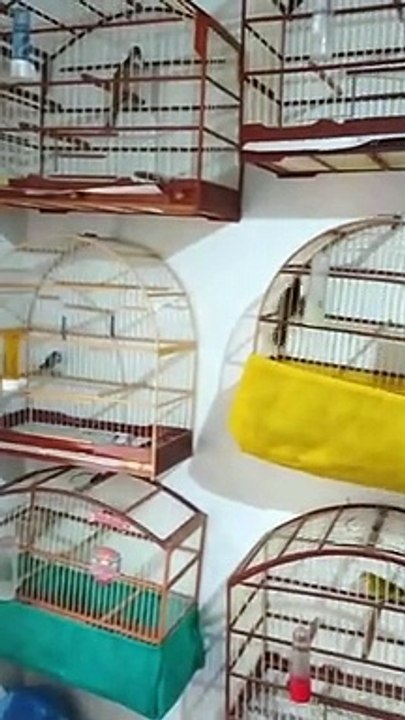 Polícia Ambiental de Umuarama multa criador de pássaros por irregularidades