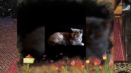 360 degree video of Job embossed as a cube l PowerDirector l Cats