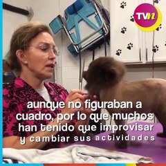 Laura Flores atiende a los perritos de su estética canina