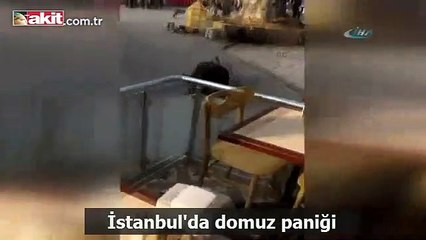 Domuz vatandaşı kovaladı: Burası İstanbul!