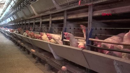 KAHRAMANMARAŞ TAVUKLARI ÖLEN KADIN GİRİŞİMCİYE, BAKAN PAKDEMİRLİ'DEN 5 BİN HAYVANLA DESTEK