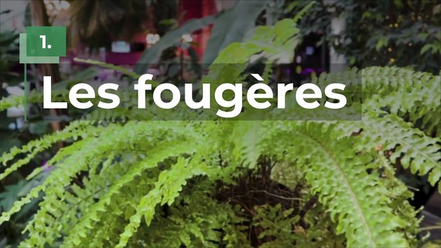 10 plantes à mettre dans sa salle de bain parce qu'elles adorent l'humidité