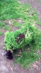 Un chien très bien camouflé