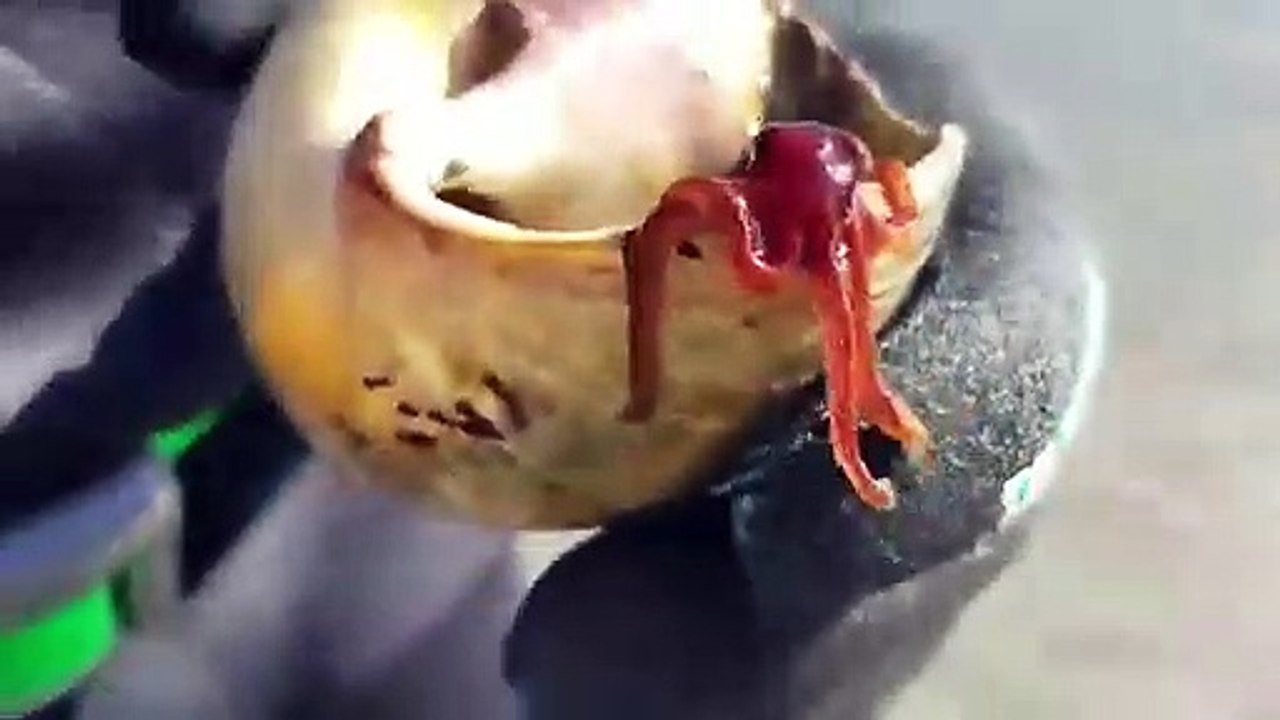 Une mini pieuvre adorable sort d'un coquillage ! Surprise