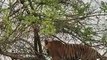 Un tigre en haut d'un arbre pour chasser un singe... risqué