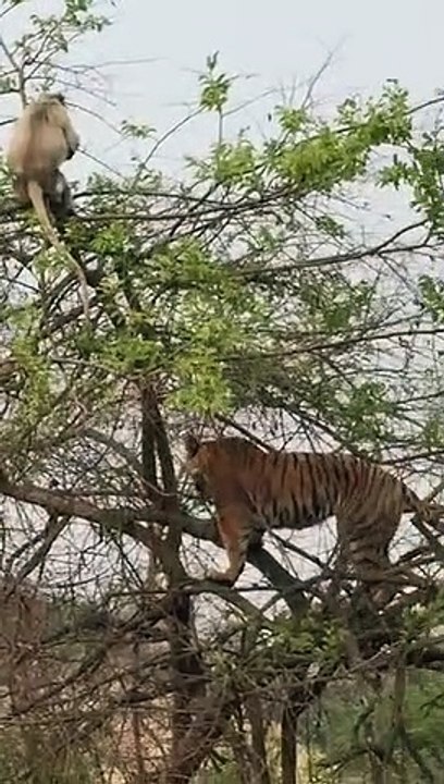 Un tigre en haut d'un arbre pour chasser un singe... risqué