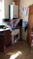 Une mouette sème la panique dans une maison