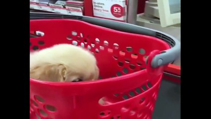 Funniest & Cutest Golden Retriever Puppies #29 - Funny Puppy Videos 2019