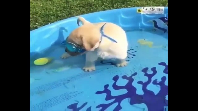 Funniest & Cutest Golden Retriever Puppies #21 - Funny Puppy Videos 2019