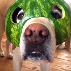 Funniest & Cutest Golden Retriever Puppies #5- Funny Puppy Videos 2020