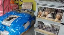 Catania - Vende animali senza autorizzazione: denunciato negoziante (28.06.21)