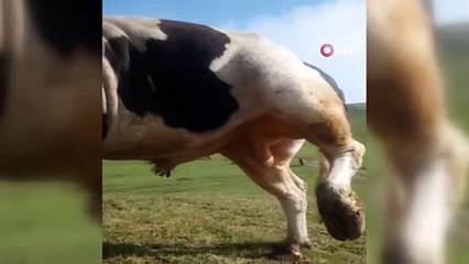 Boğası ve koyunu ile kurduğu iletişim dikkat çekiyor